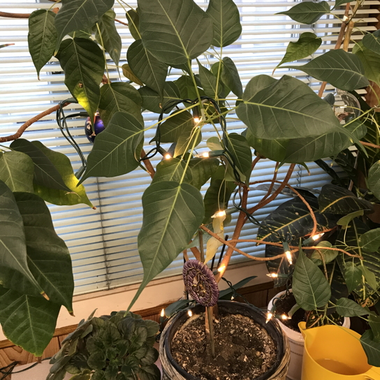 bodhi tree office xmas 2017.JPG